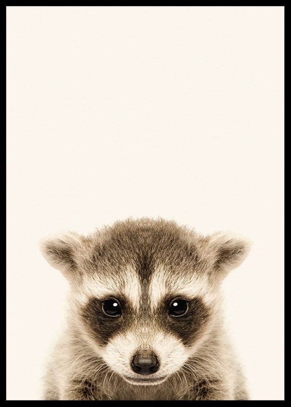 Close-up of baby raccoon against light beige background-12