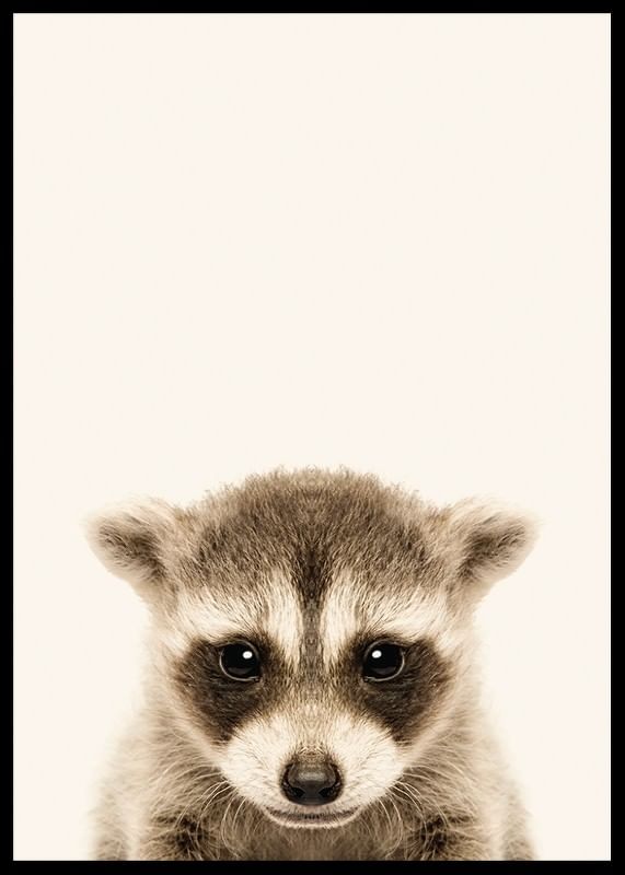 Baby Raccoon-12