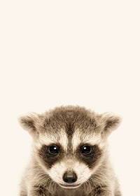 Close-up of baby raccoon against light beige background-7