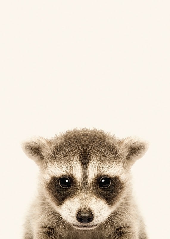 Close-up of baby raccoon against light beige background-12