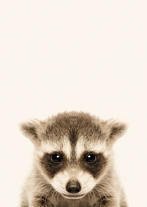 Baby Raccoon-12