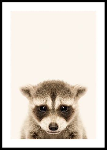 Poster Baby Raccoon