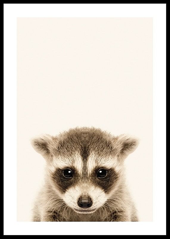 Baby Raccoon-12