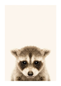 Close-up of baby raccoon against light beige background-1