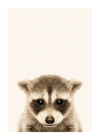 Poster Baby Raccoon