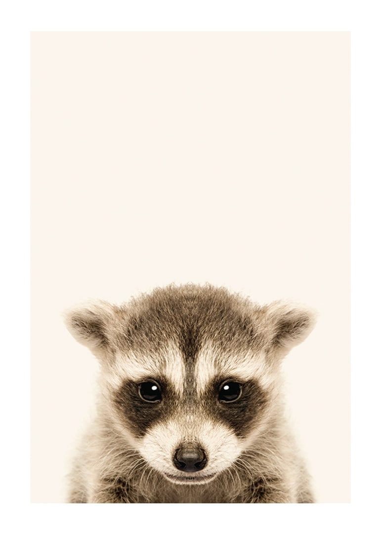 Close-up of baby raccoon against light beige background-12