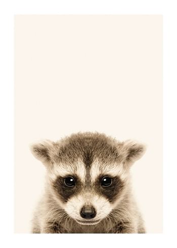 Poster Baby Raccoon