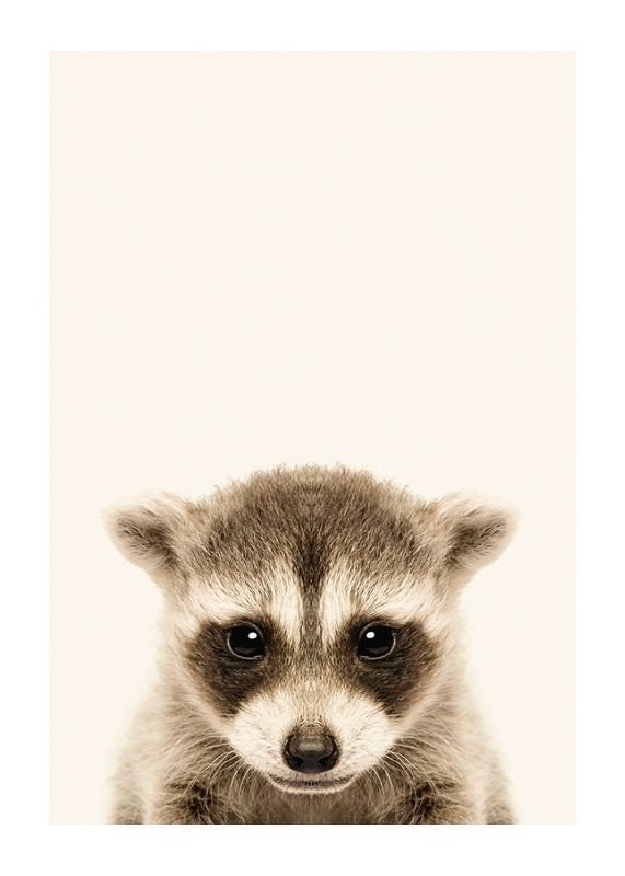 Baby Raccoon-12
