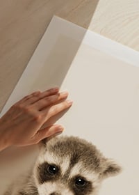 Close-up of baby raccoon against light beige background-9
