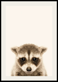 Close-up of baby raccoon against light beige background-2
