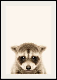 Nærbilde av vaskebjørnunge mot lys beige bakgrunn-2