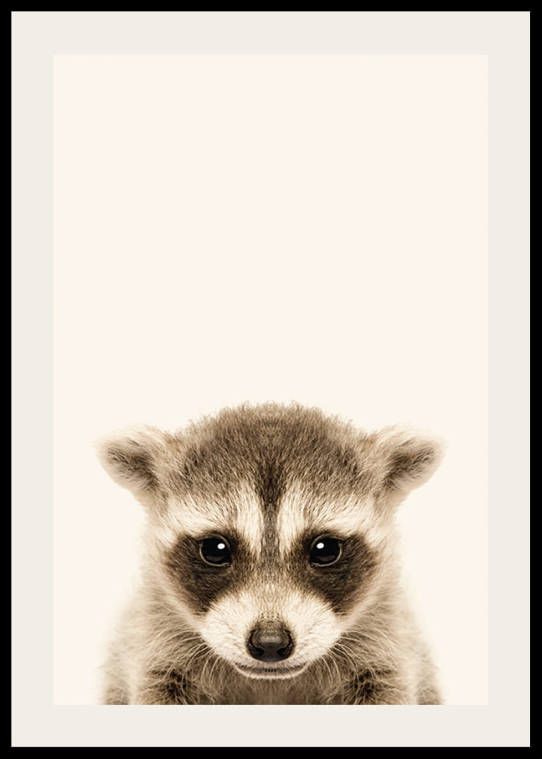 Nærbilde av vaskebjørnunge mot lys beige bakgrunn-12