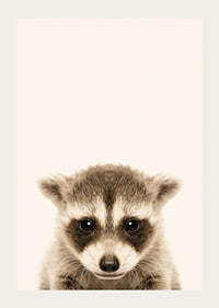 Close-up of baby raccoon against light beige background-3