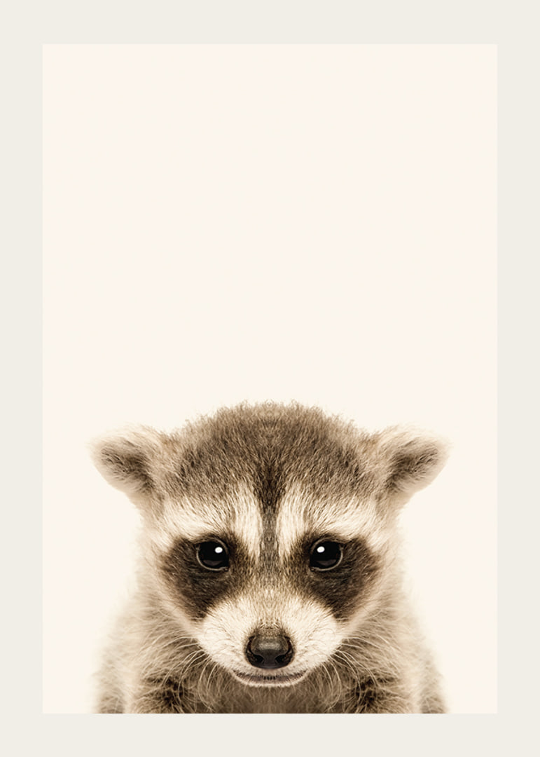 Close-up of baby raccoon against light beige background-12
