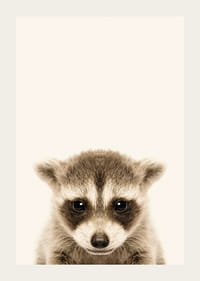 Nærbilde av vaskebjørnunge mot lys beige bakgrunn-3
