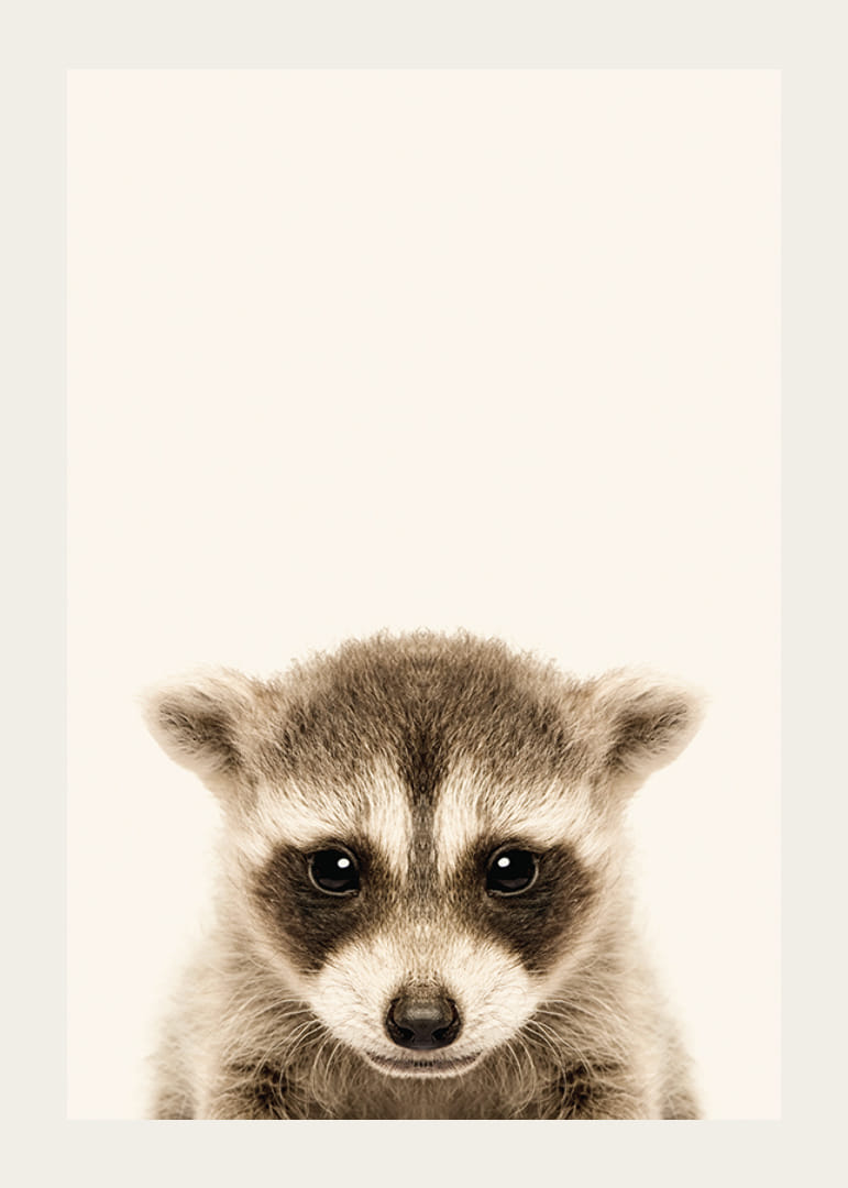 Nærbilde av vaskebjørnunge mot lys beige bakgrunn-12