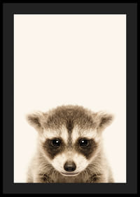 Nærbilde av vaskebjørnunge mot lys beige bakgrunn-4