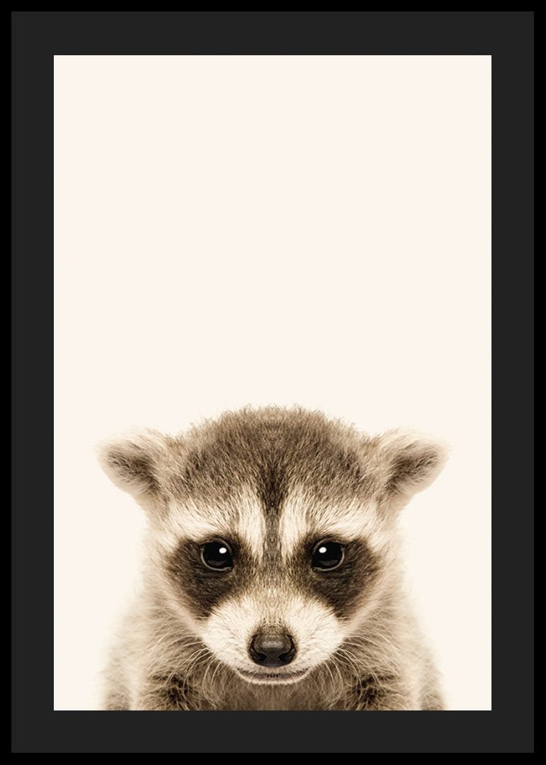 Nærbilde av vaskebjørnunge mot lys beige bakgrunn-12