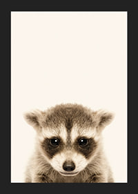 Close-up of baby raccoon against light beige background-5
