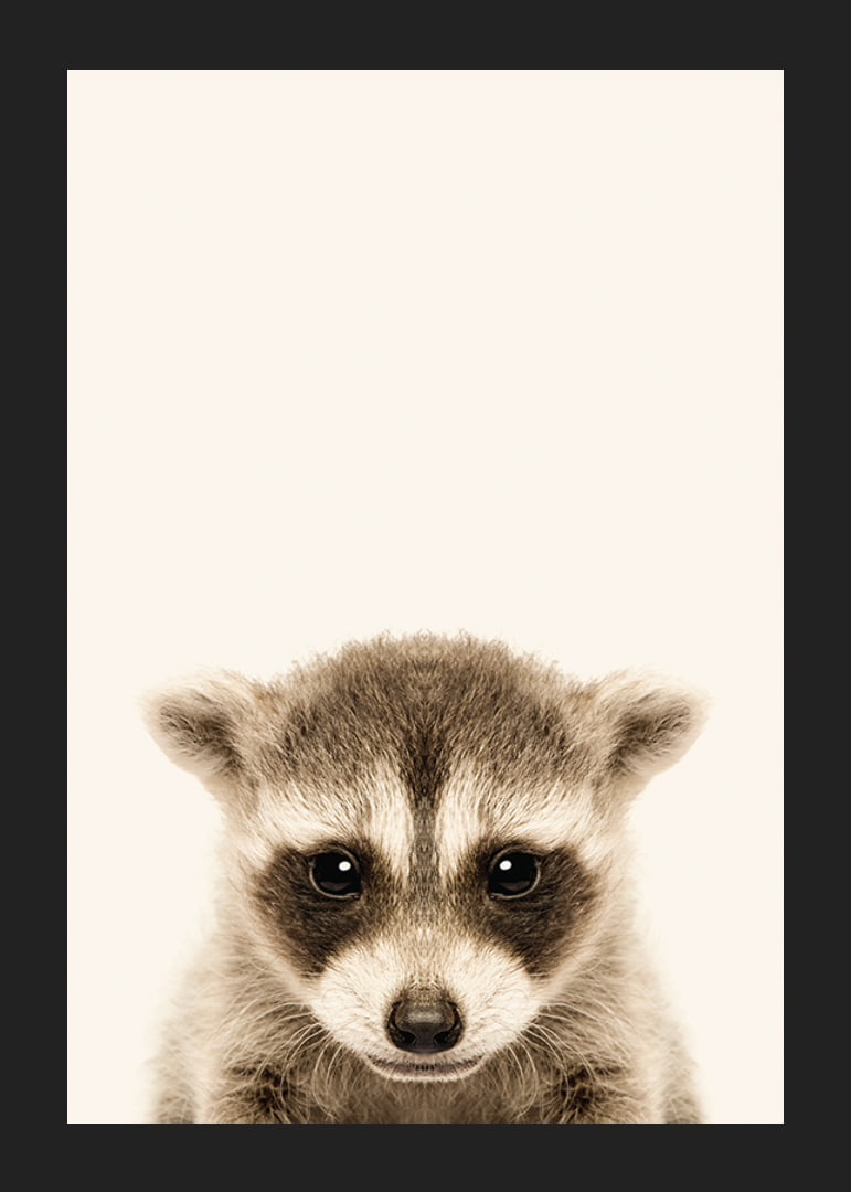 Close-up of baby raccoon against light beige background-12