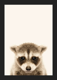 Nærbilde av vaskebjørnunge mot lys beige bakgrunn-5