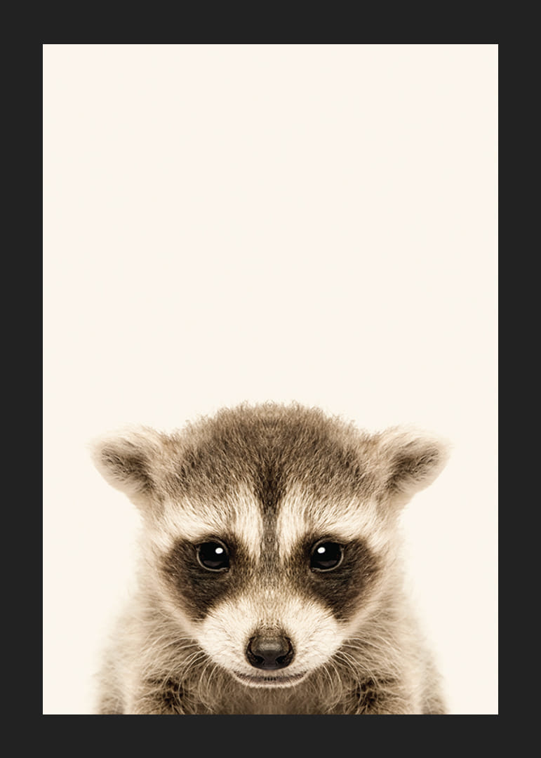 Nærbilde av vaskebjørnunge mot lys beige bakgrunn-12