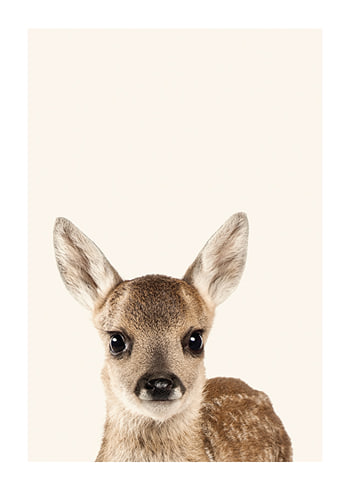 Poster Baby Deer