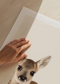Närbild av hjortkalv mot ljus beige bakgrund, fotografisk-9