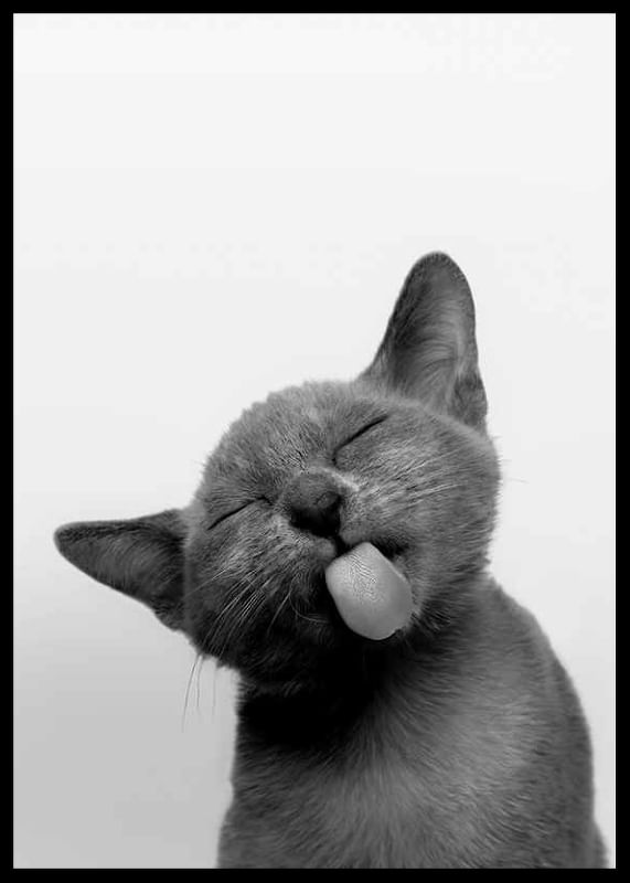 Licking Kitten-12