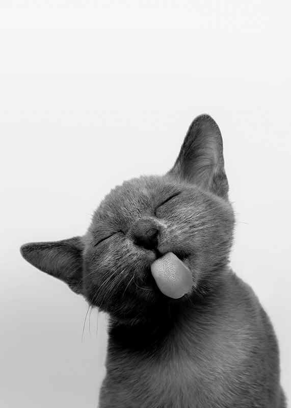 Licking Kitten-12