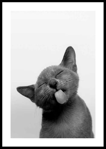 Poster Licking Kitten