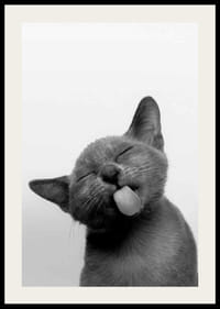 Fekete-fehér közeli kép egy kinyújtott nyelvű cicáról-2