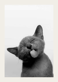 Fekete-fehér közeli kép egy kinyújtott nyelvű cicáról-3