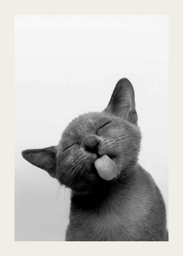 Fekete-fehér közeli kép egy kinyújtott nyelvű cicáról-12