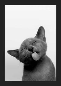 Fekete-fehér közeli kép egy kinyújtott nyelvű cicáról-5