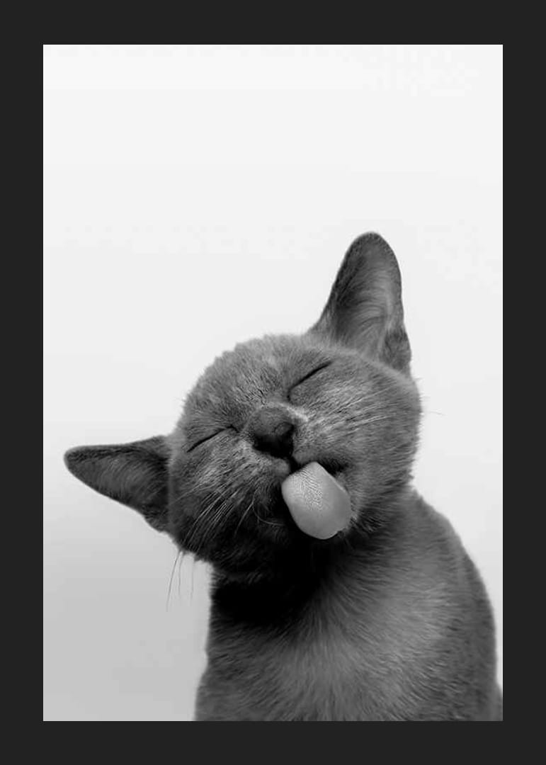 Fekete-fehér közeli kép egy kinyújtott nyelvű cicáról-12