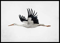 Watercolor of flying stork with black wings on light background-6