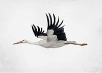 Watercolor of flying stork with black wings on light background-7