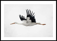 Watercolor of flying stork with black wings on light background-0