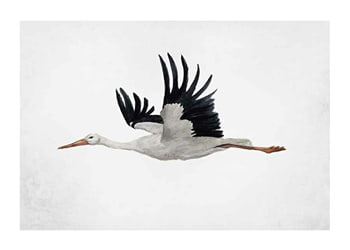 Poster Watercolor Stork