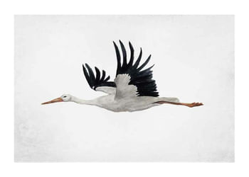 Plagát Watercolor Stork