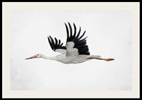 Watercolor of flying stork with black wings on light background-2