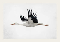 Watercolor of flying stork with black wings on light background-3