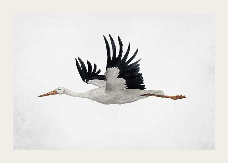Watercolor of flying stork with black wings on light background-12