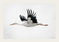Akvarel lietajúceho bociana s čiernymi krídlami na svetlom pozadí-3
