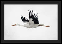 Akvarel lietajúceho bociana s čiernymi krídlami na svetlom pozadí-4