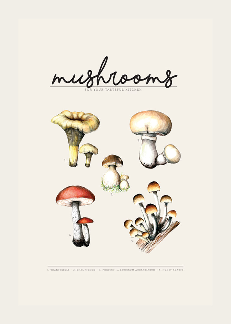 Illustrated edible mushrooms in color on beige background-12