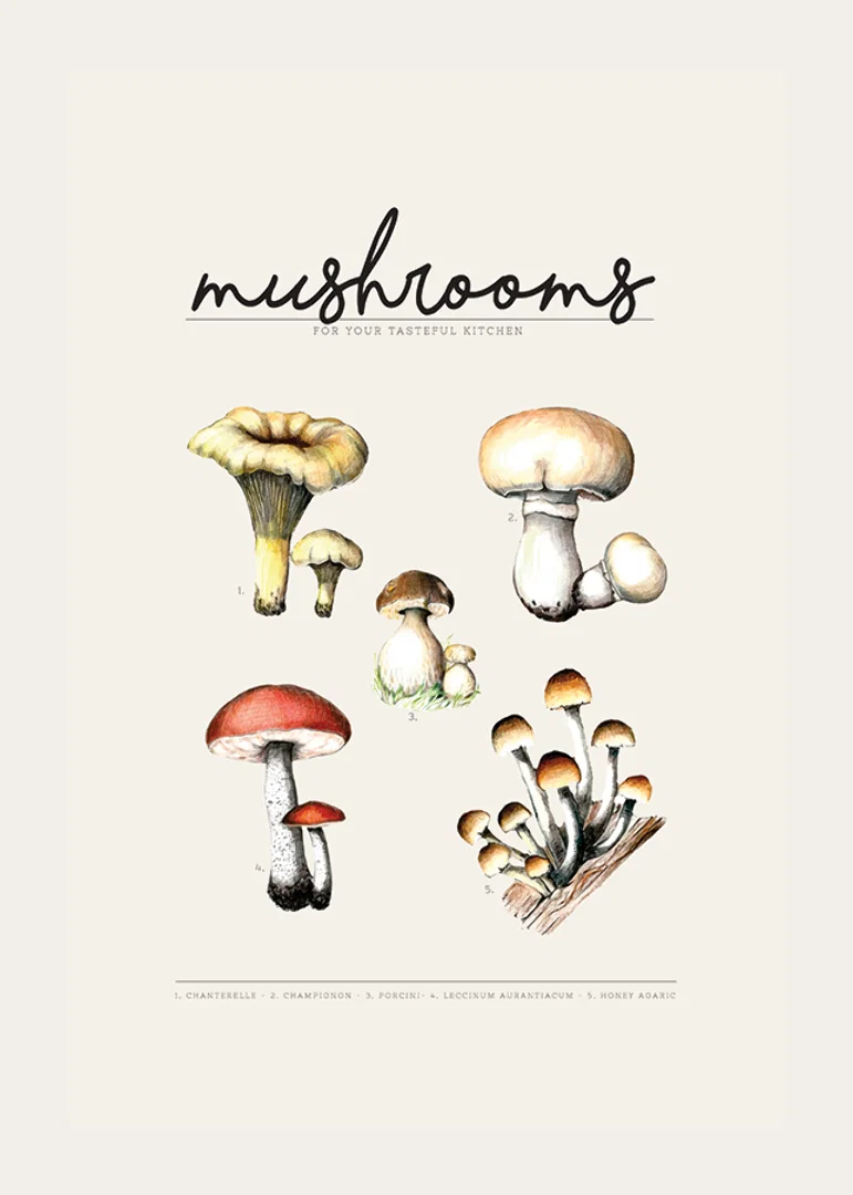 Illustrated edible mushrooms in color on beige background-12
