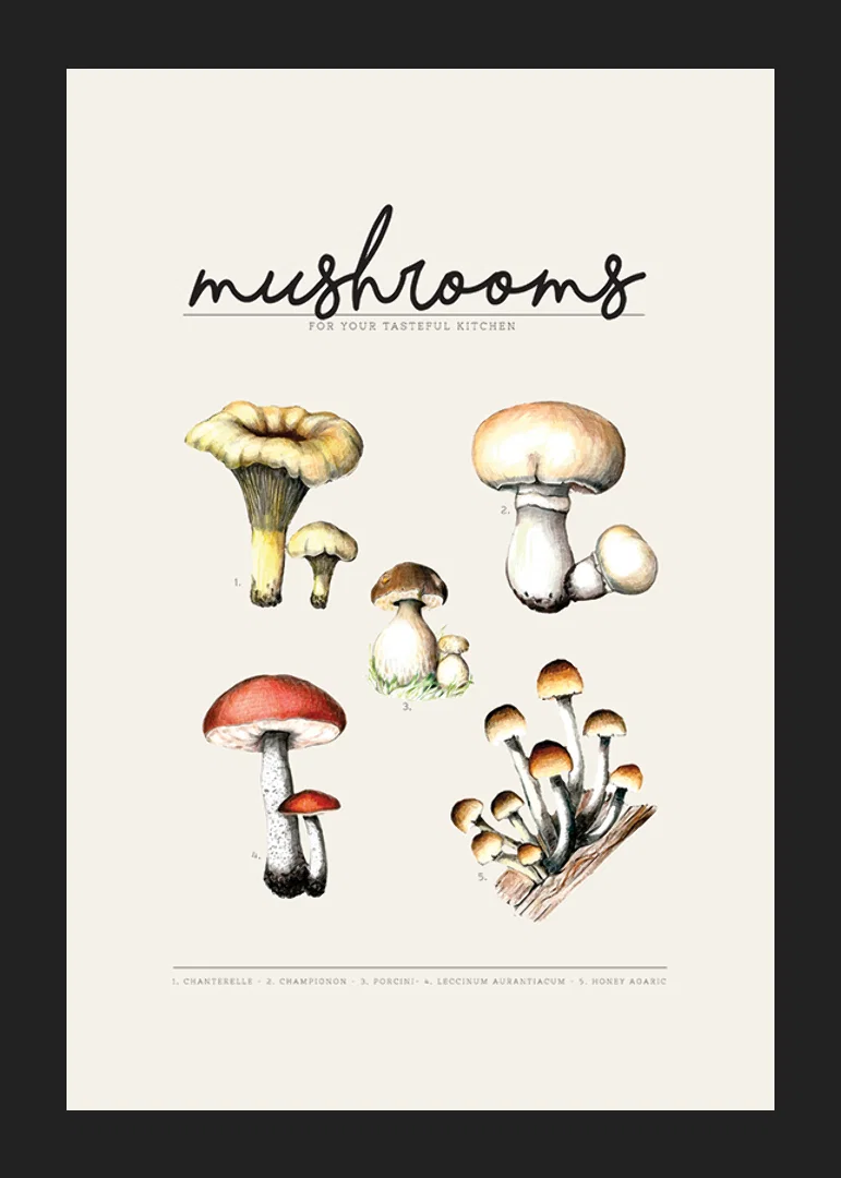 Illustrated edible mushrooms in color on beige background-12