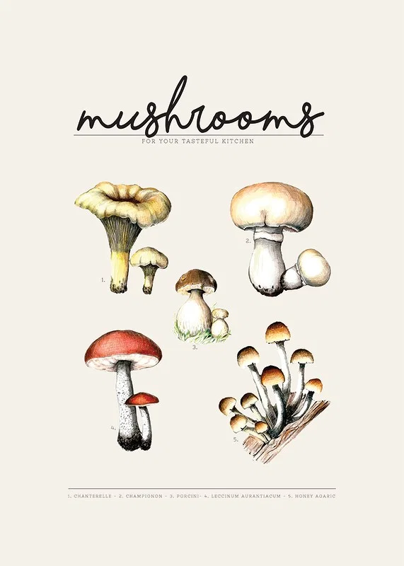Illustrated edible mushrooms in color on beige background-12